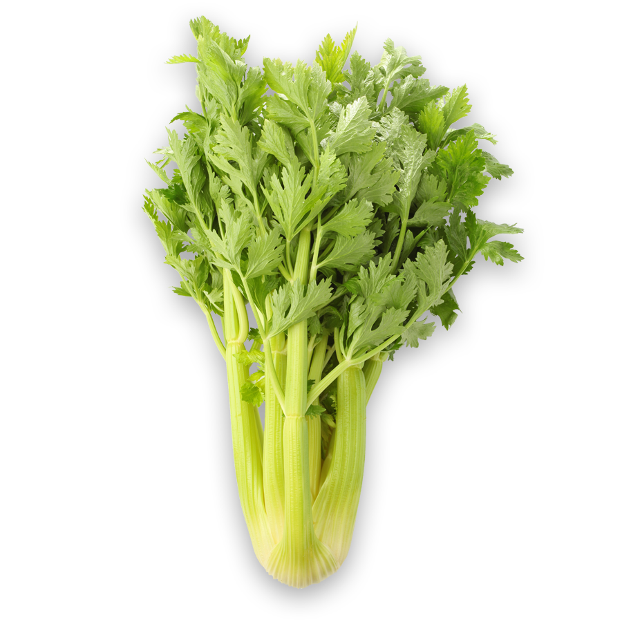 はままつセロリ