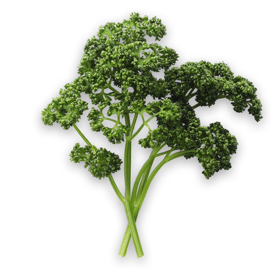 はままつパセリ